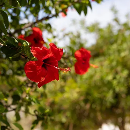 Apartmán Porto Rondo *